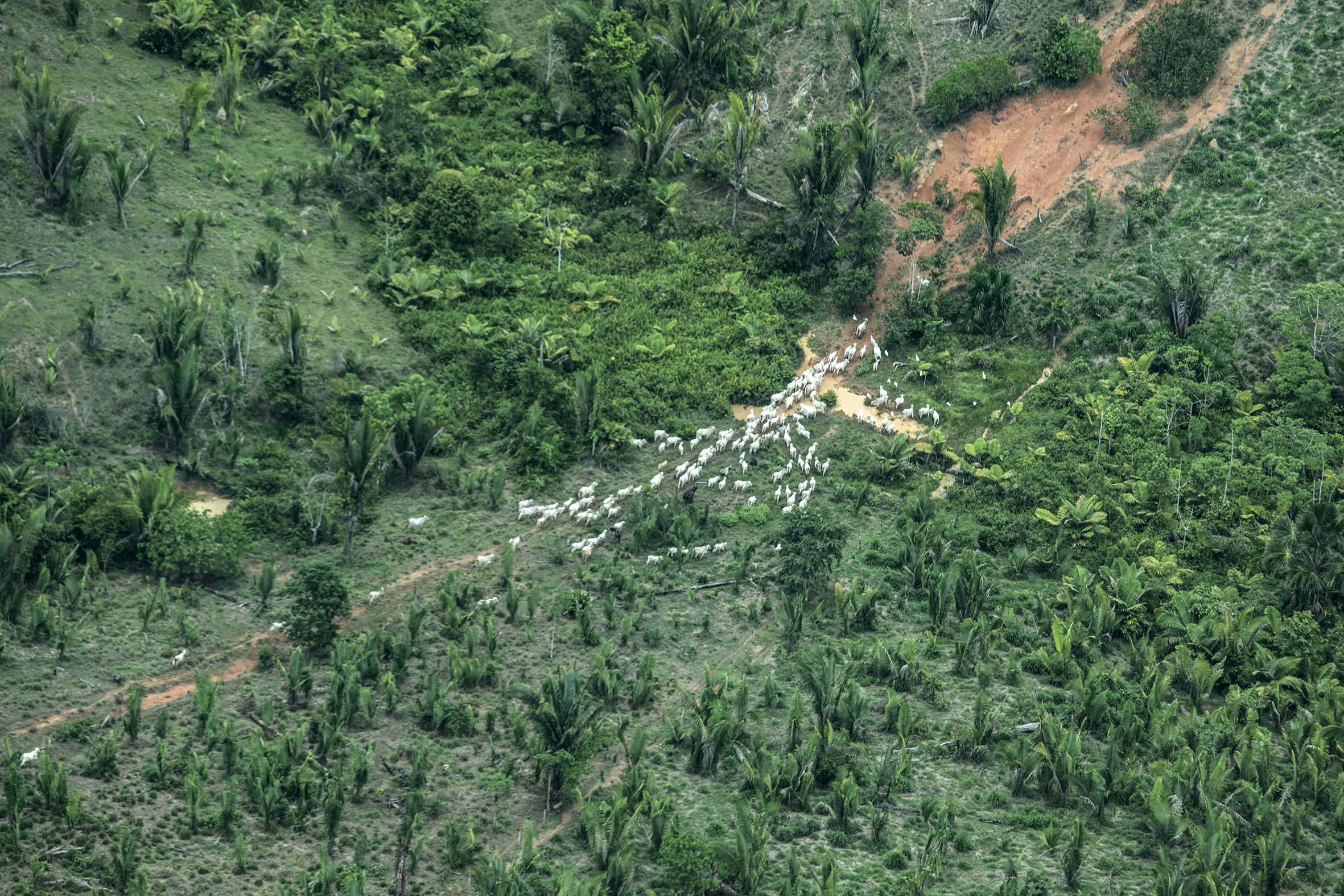 Uncontacted tribe’s land invaded and destroyed for beef production
